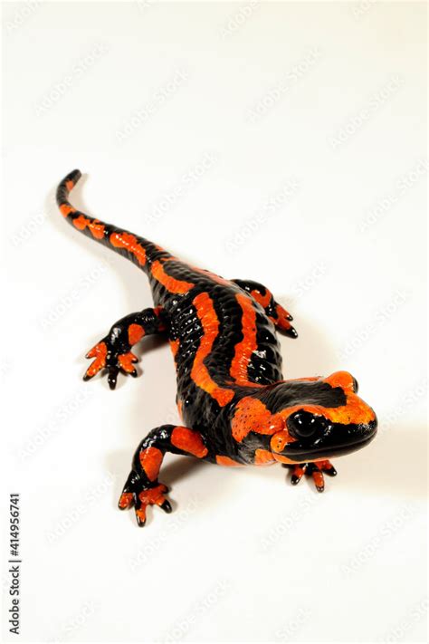 red Fire salamander // roter Feuersalamander (Salamandra salamandra ...