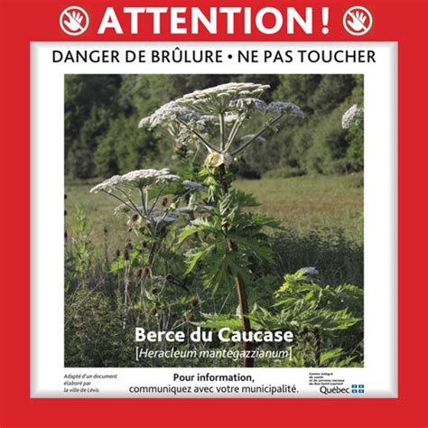 Berce Du Caucase Fondation Eve La Vie Cartes De Cr Dit