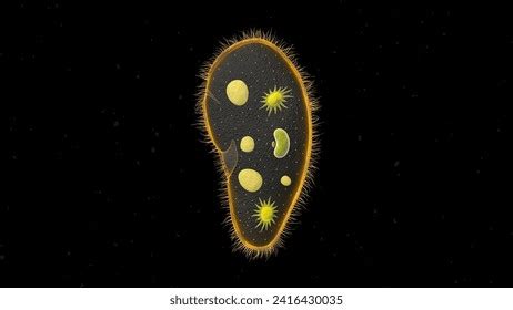 Best Euglena Viridis Royalty Free Images Stock Photos Pictures