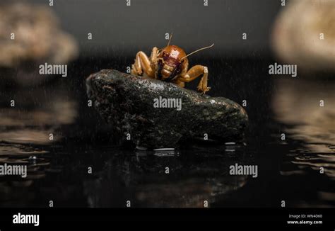 Potato Bug Hi Res Stock Photography And Images Alamy