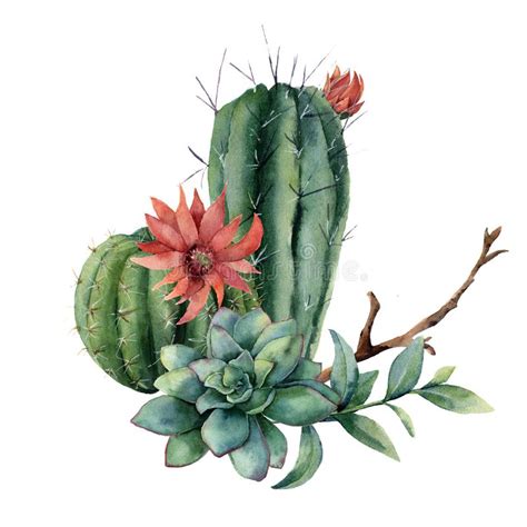 Cactus Dell Acquerello Messo Con I Fiori Opunzia Dipinta A Mano Isolata