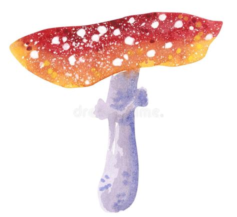 Mushroom Amanita Muscaria Hand Drawn Watercolor Illustration Stock Illustration Illustration