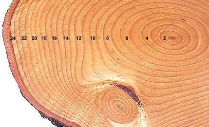 A Tree Cross Section With 24 Distinct Annual Rings A Smaller Set Of