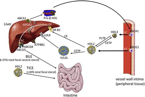 The Reverse Cholesterol Transport Pathway The Liver Or The Intestinal