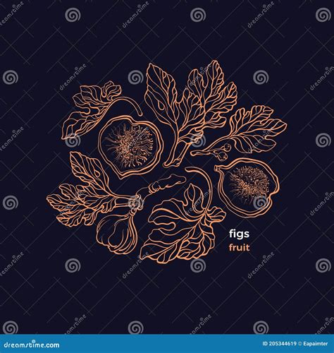 Figs Vintage Symbol Vector Hand Drawn Illustration Stock Vector