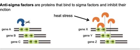 Regulation Of Sigma Factor Activity Flashcards Quizlet