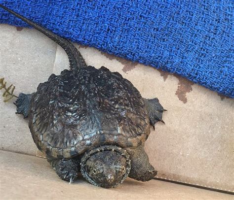 Six snapping turtle hatchlings released back to the home they almost ...