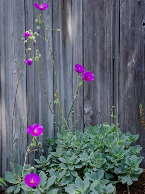 Calandrinia Spectabilis World Of Succulents