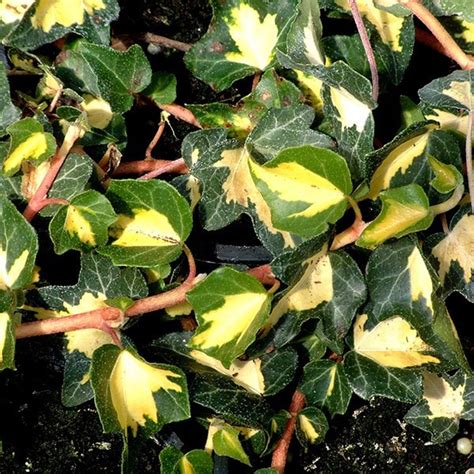 Buy Common Ivy Syn Hedera Goldheart Hedera Helix Oro Di Bogliasco