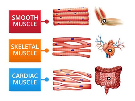 THE MUSCULOSKELETAL SYSTEM (PART 1) - Labelled diagram