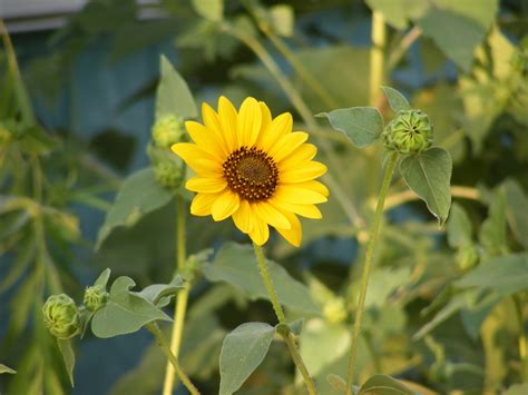 Wild Sunflower Free Stock Photo - Public Domain Pictures