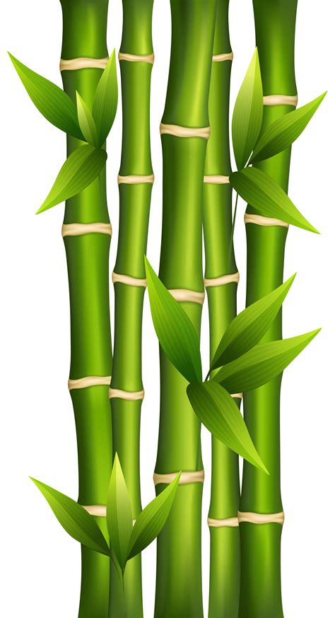 Bamboo Png