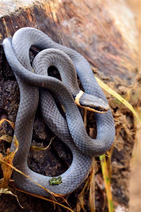 Baby Ringneck Snake