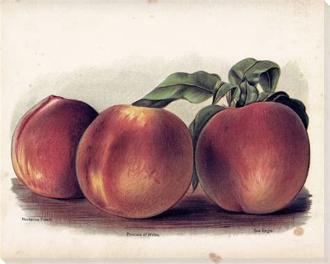 Peaches on the Tree Wrapped Canvas Giclee Print Wall Art - Wall Decor ...