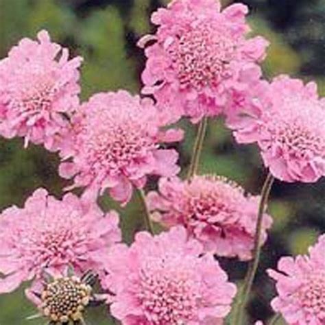 6 X Scabiosa Columbaria Pink Mist Duifkruid Pot 9x9cm Zachte Roze