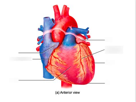 Figure 272 Surface Features Of The Heart A Anterior View Diagram