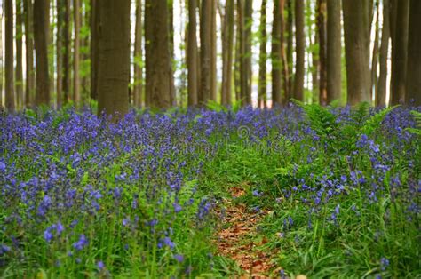 Spring woods stock image. Image of idyllic, bluebell - 40198393