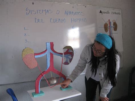 SISTEMAS Y APARATOS DEL CUERPO HUMANO MAQUETAS DE LOS ALUMNOS DEL INEB