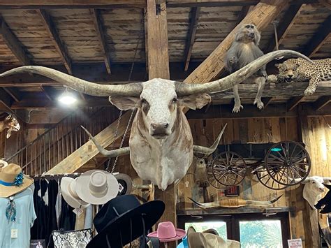 Massive Brindle Longhorn Mount Sold Yee Haw Ranch Outfitters