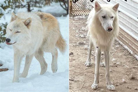 6 Wolfdogs Rescued From Illegal Situation Embrace Their Wild Side At