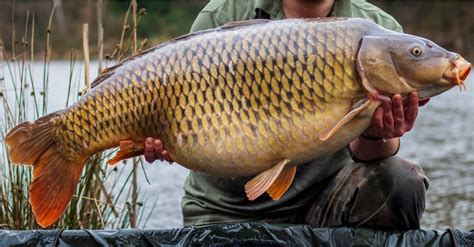 Carp Pictures - AZ Animals