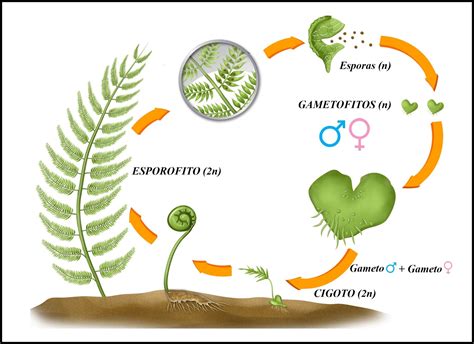 Naturarchives Biodiversidad El Reino De Las Plantas Metafitas