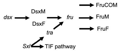 Sex Determination Cascade In Drosophila The Genes Fruitless Fru And