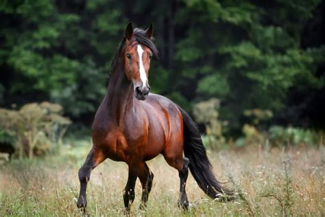 Bay Horse Color - Genetics, Shades, Breeds & Famous Bay Horses ...