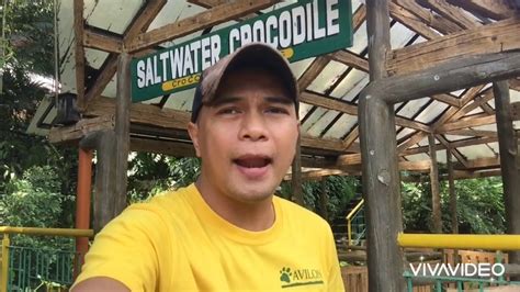 Avilon Zoo During Quarantine Saltwater Crocodile Indopacific