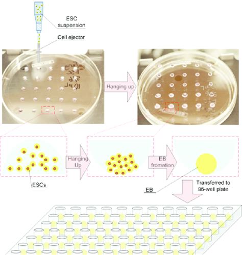 Schematic Of The Embryoid Body Eb Formation Method Integrated With