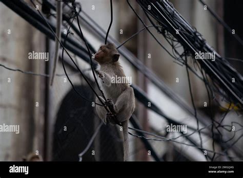 Monkey Macaque On Electrical Wires In Phetchaburi Thailand Stock