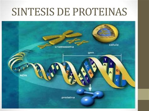 Sintesis De Proteinas Pptx C Digo Gen Tico Ppt