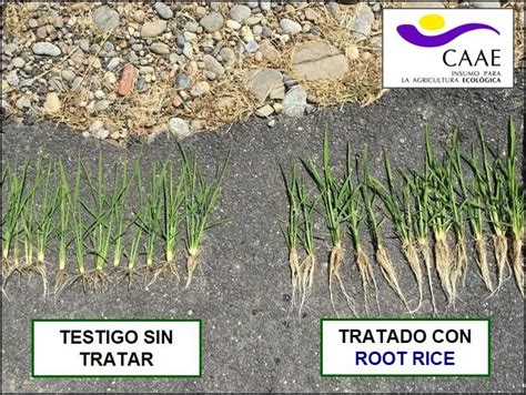 EDYPRO rice solutions - ROOT RICE - For a better emergence