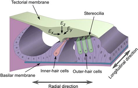 Basilar Membrane Hair Cells