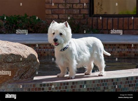 Westie Standing On Tile Between Pools Mr And Pr Stock Photo Alamy