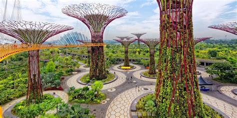 history  singapore   trees  trees yahoo life singapore