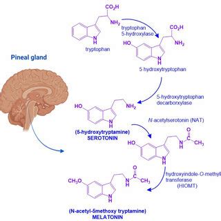 Melatonin biosynthetic pathway. Melatonin biosynthesis in the pineal... | Download Scientific ...