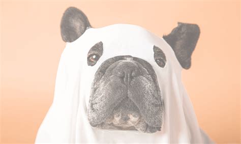 4 Easy DIY Dog Halloween costumes – healthybud USA