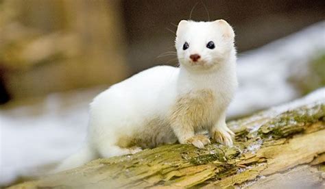 154 best images about Ermine on Pinterest | Arctic animals, Snow and ...