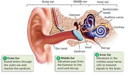 Spinning My Way Through What Is Superior Semicircular Canal Dehiscence Sscd