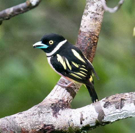 Black-and-Yellow Broadbill - ZooChat