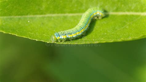 Cabbage moth caterpillar stock photo. Image of garden - 185259142