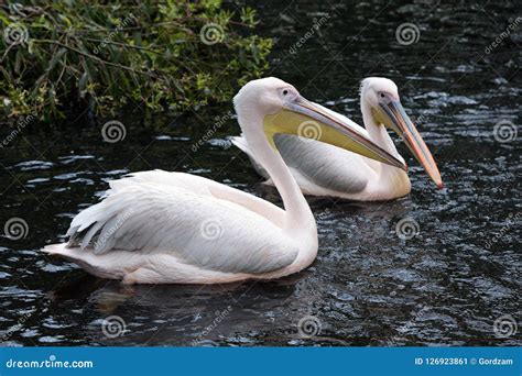 Pelicans In The Water Stock Image Image Of Fishing 126923861