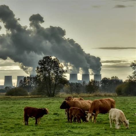 Effect Of Air Pollution On Plants And Animals A Deep Dive