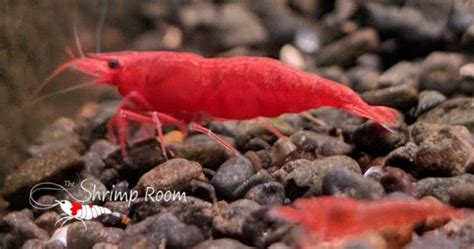 Cherry Shrimp Sex And Temperature