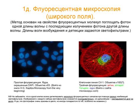 Методы: микроскопия Устройство светового микроскопа, виды световой ...