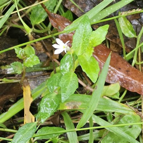 White Root From Sir Samuel Griffith Dr At Mount Coot Tha Mount Coot