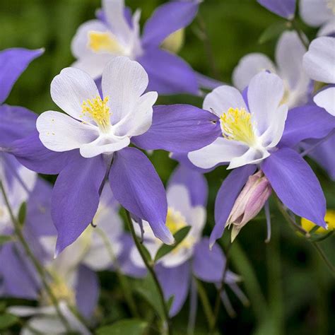 Columbine Seeds Aquilegia American Meadows