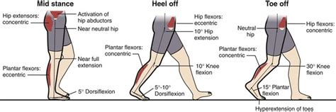 5 Subdividions Of Stance Kinesiology Clearance Cdlguaiba Br