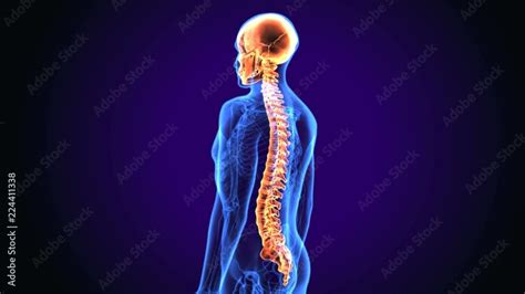 D Illustration Of Skull With Spinal Cord Anatomy Stock Video Adobe Stock